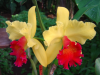 Close up of orchid flowers