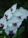Close up of phalaenopsis flowers