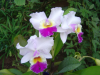 Close up of orchid flowers