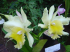 Close up of orchid flowers