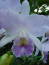 Close up of orchid flower