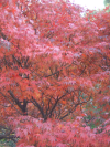 Red maple leaves