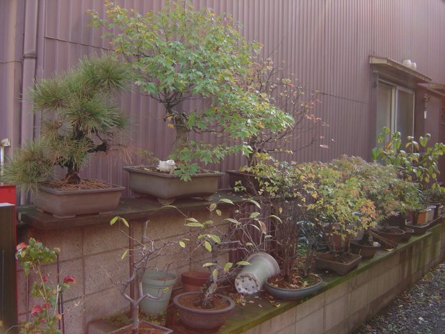 Bonsai trees
