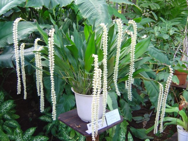 Orchid