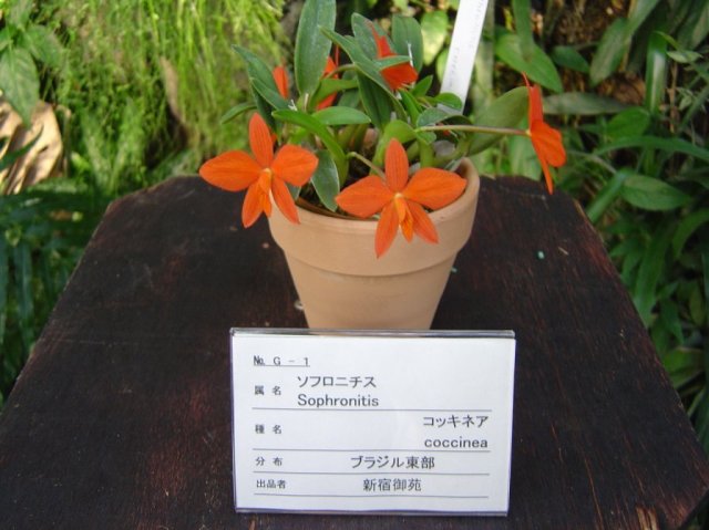 Saphronitis coccinea