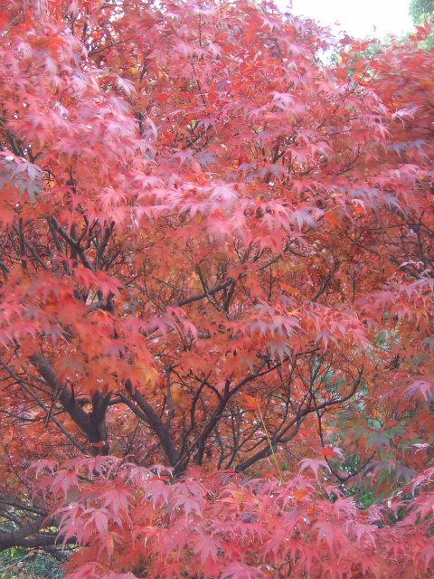 Red maple leaves