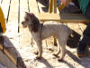 Caniche a casquette