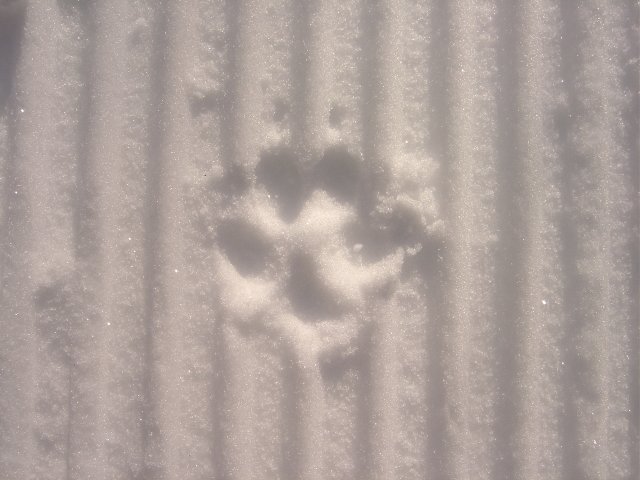 Emprunte d'ours (nan j'deconne ca doit etre un cocker ou caniche)