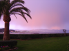 Palm tree, green grass and rose sky over Cannes
