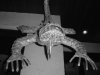 Iguana