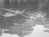 Ducks and reflection of buildings on the water