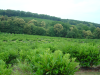 La labyrinthe vegetal geant