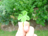 Gros plan sur un trefle a cinq feuilles