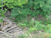Deux loups a la foret de Chabrieres