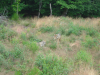 Deux loups a la foret de Chabrieres