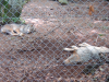 Deux loups a la foret de Chabrieres