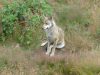 Loup assis