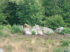 Loups et louveteaux sur des rochers
