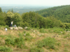 Le nourrissage des loups de Chabrieres