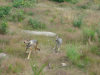 Loup et louveteau au moment du nourrissage
