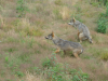 Loups au moment du nourrissage
