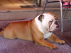 Bouledogue vautre'