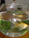 Le poisson Cannabis