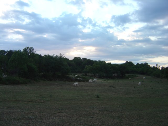 Vaches voisines de chez les Madda