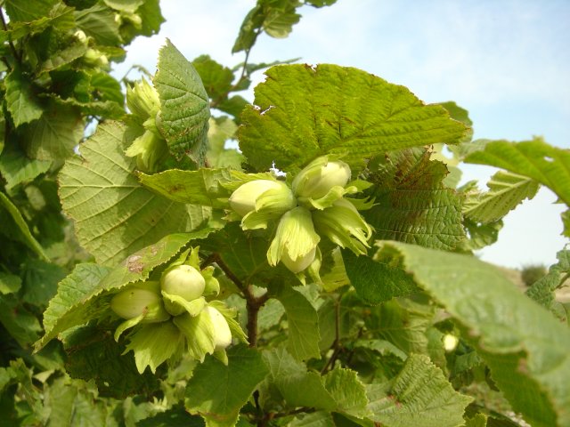 Noisettes