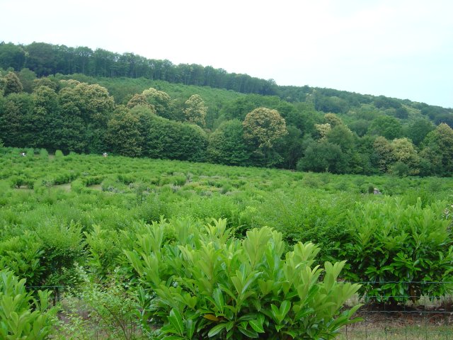 La labyrinthe vegetal geant