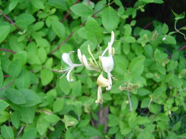 Gros plan sur des fleurs de chevrefeuille
