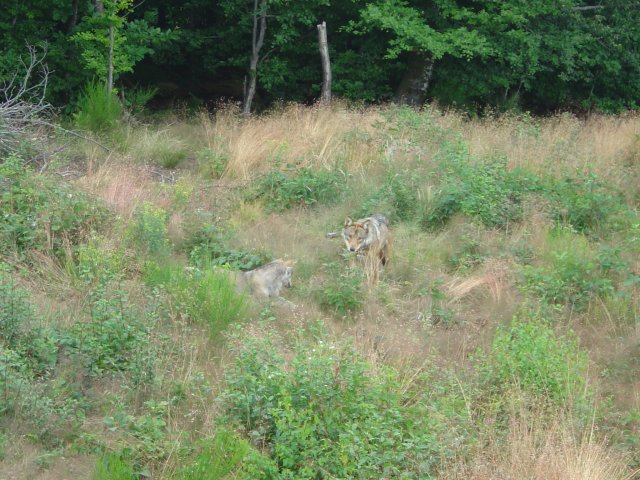 Deux loups a la foret de Chabrieres