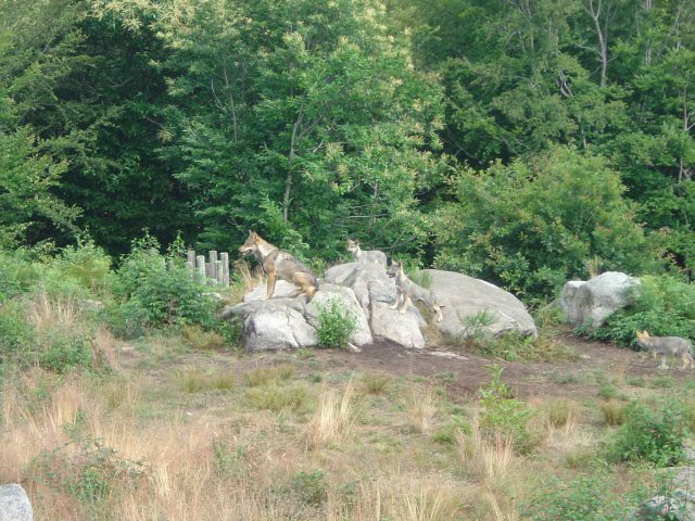 Loups et louveteaux sur des rochers