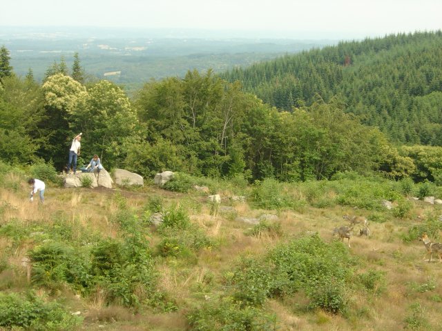 Le nourrissage des loups de Chabrieres