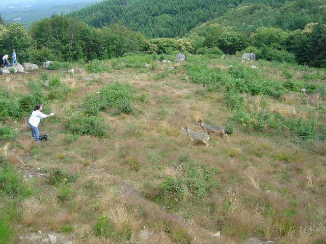 Le nourrissage des loups de Chabrieres