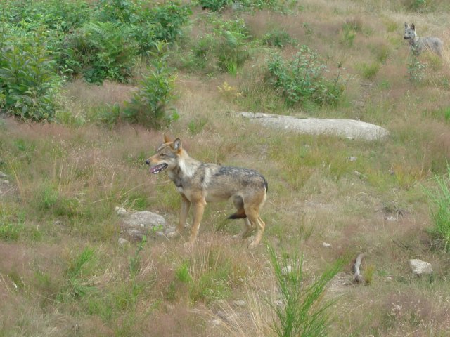 Loups au moment du nourrissage