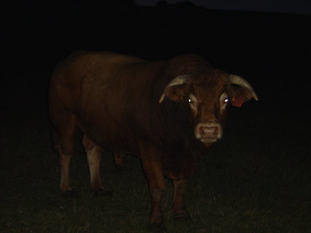 Taureau