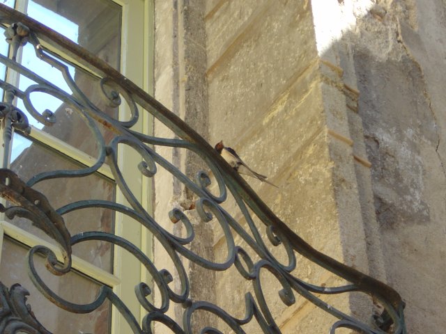 Une hirondelle sur une rambarde de fenetre