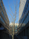 A tree and some stuff ((c) Danbri)\214