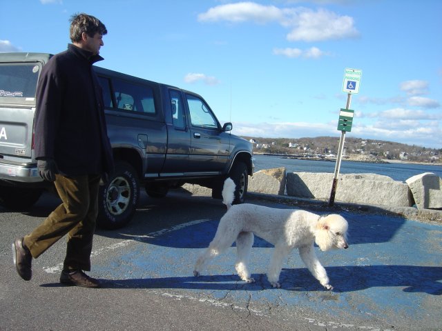 Man walking a giant white poodle, at Rockport.