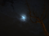 A bare tree reaching out to the moon