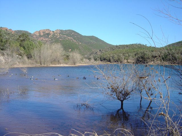 Duckies on the lake