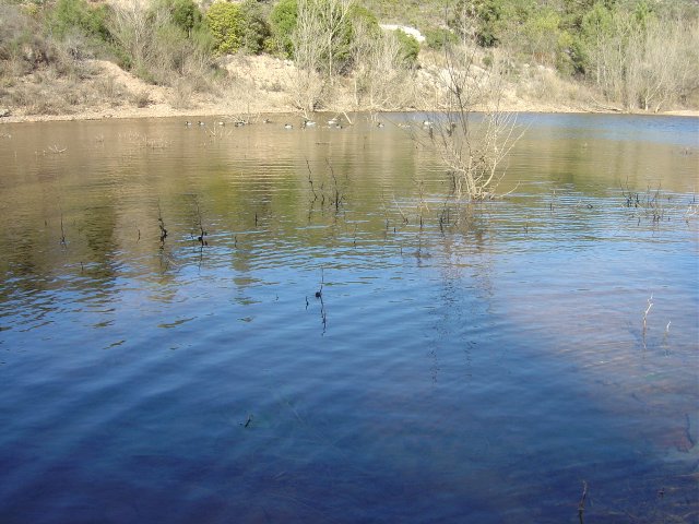 Duckies on the lake