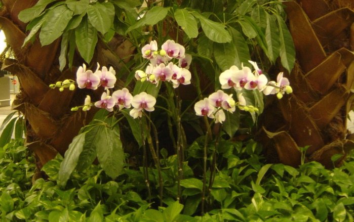 Orchids in HKG airport