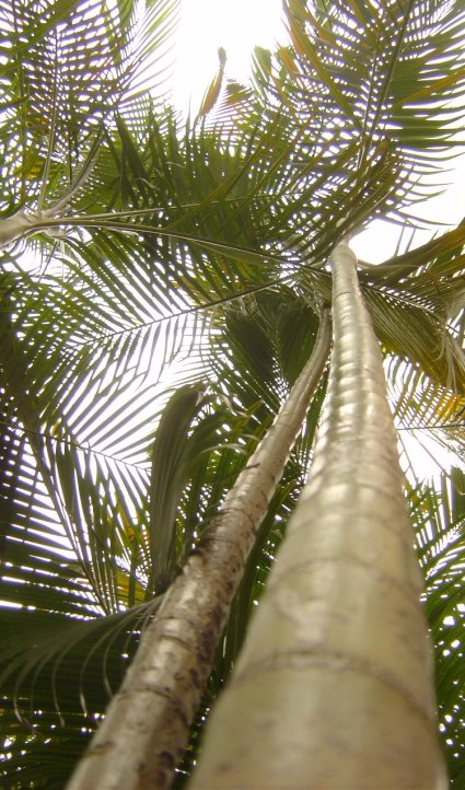 Palm tree