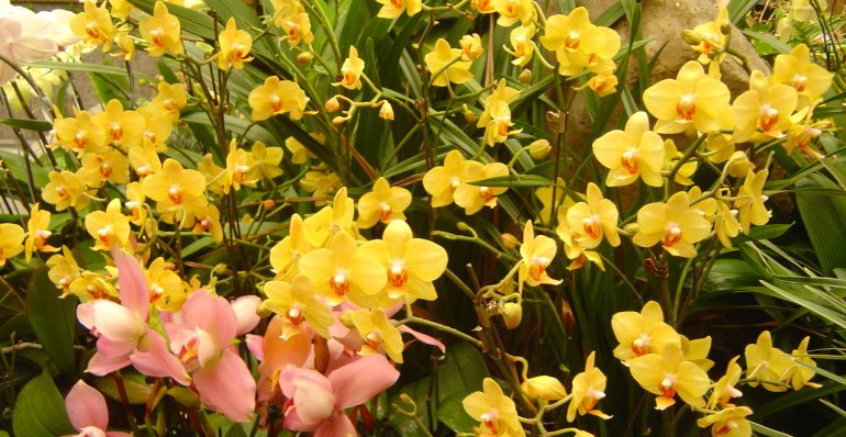 Orchids