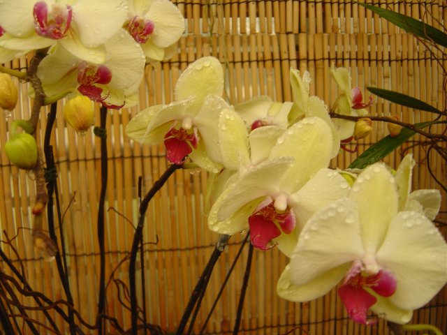 Orchids