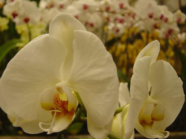 Orchids