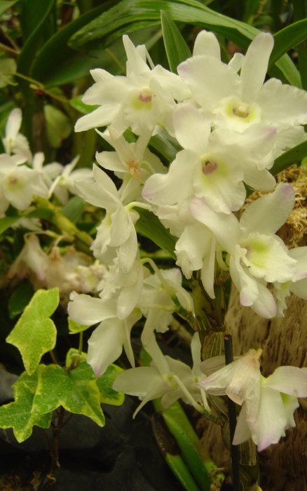 Orchids