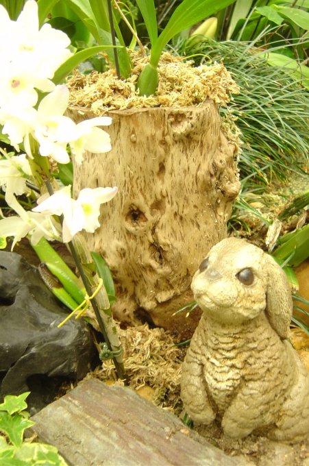 Orchids and dumb looking rabbit